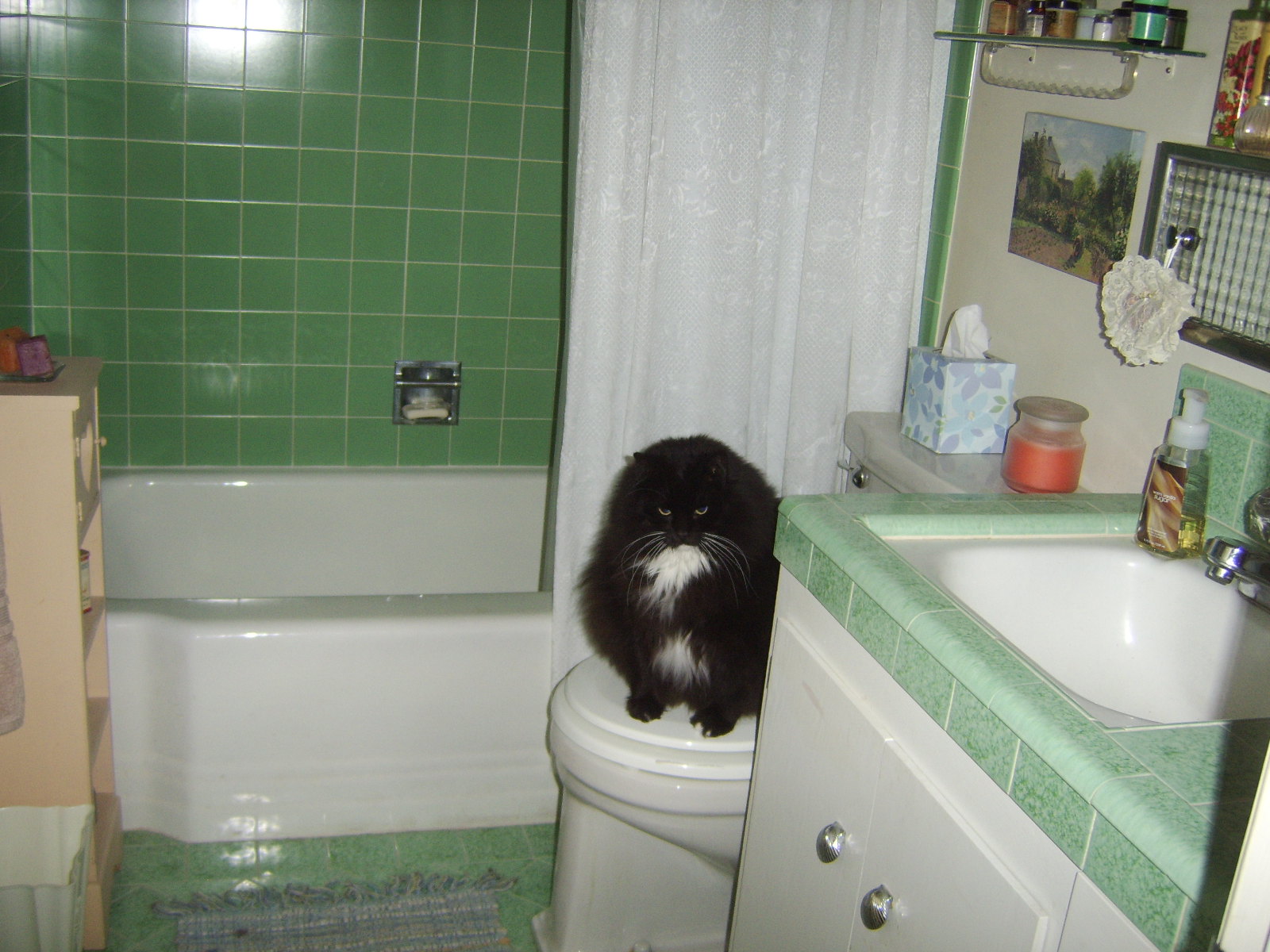 ziggy on toilet in green bathroom